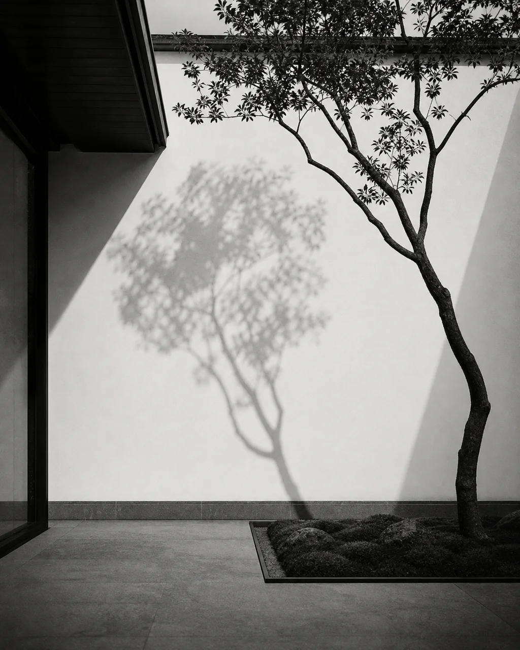 Courtyard tree shadow on gallery wall